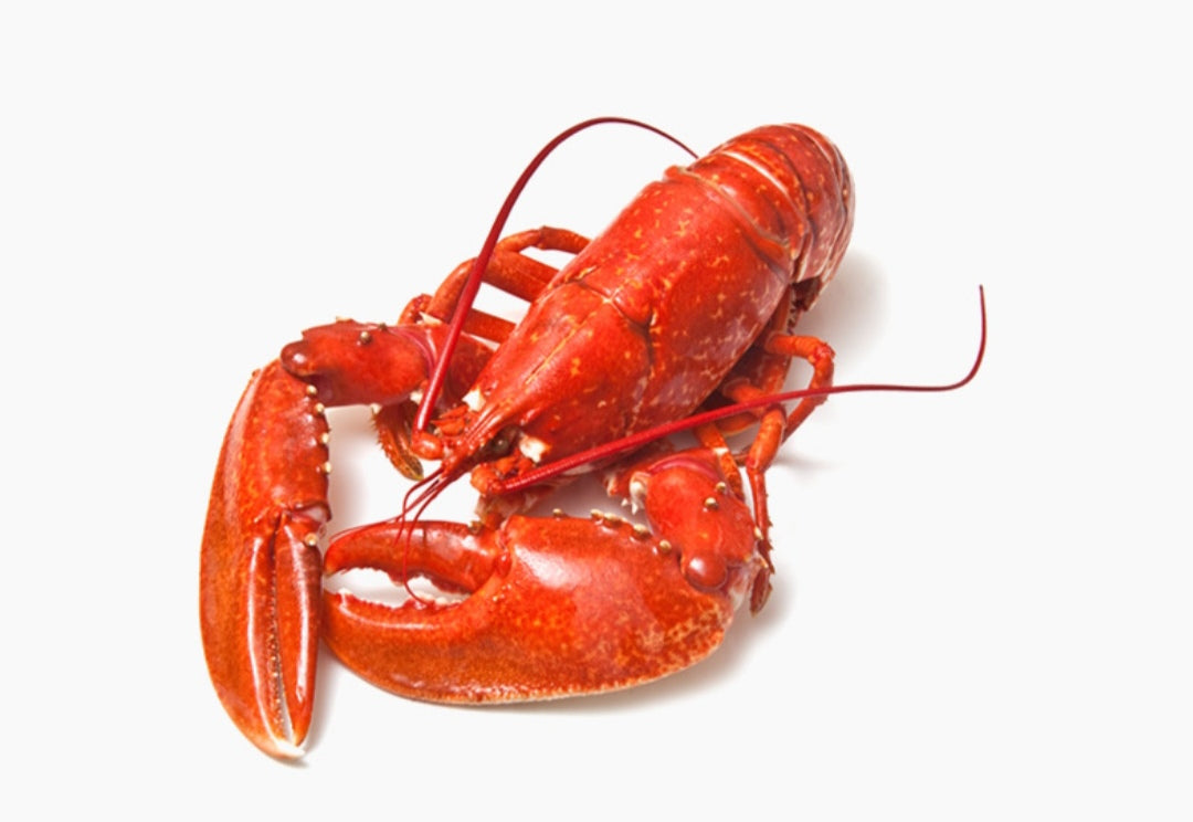 Lagosta Cozida 860/1100gr - Cuba