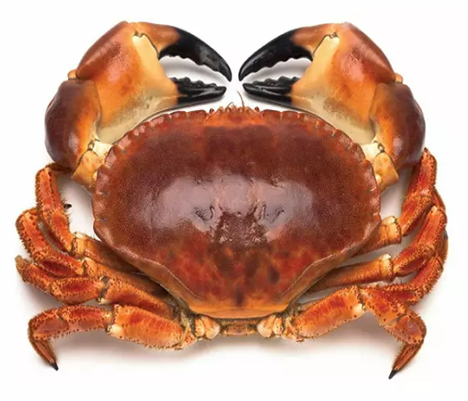 Sapateira Congelada 700/800gr Aprox.