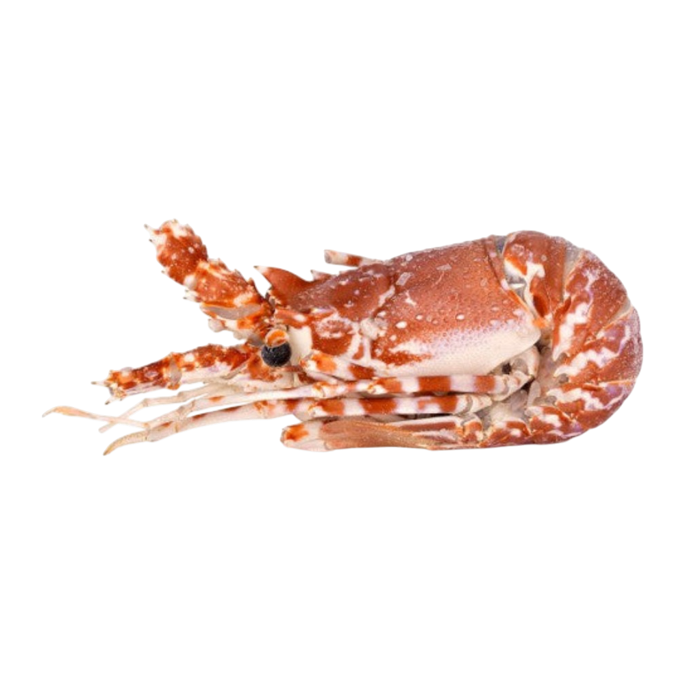 Cooked Lobster 860/1100g Frozen - Cuba