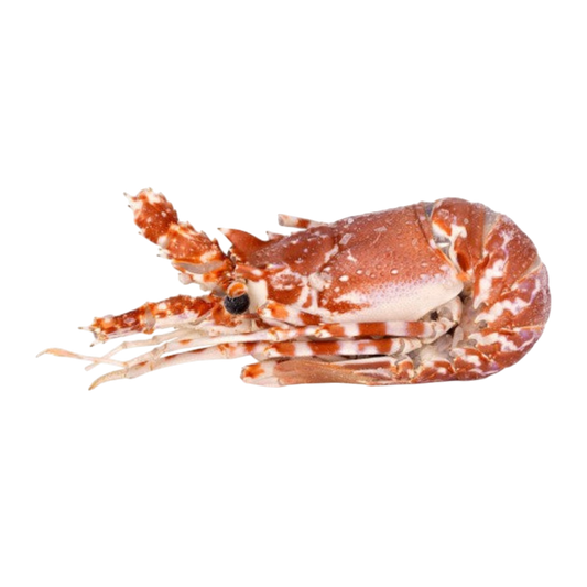 Cooked Lobster 860/1100g Frozen - Cuba