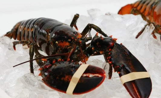 Lavagante Crua 350/400