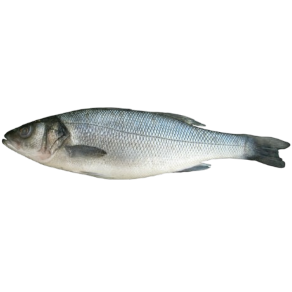 Robalo Inteiro 400/500g - Macrofrio